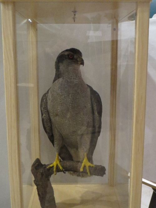 hawk in a display case
