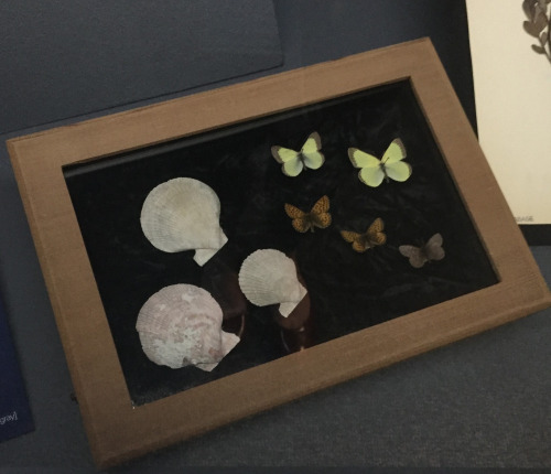 Arctic Butterfly specimens in a case