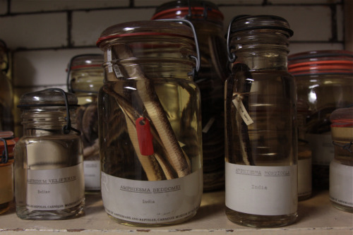 Specimens in Carnegie Museum of Natural History's Alcohol House