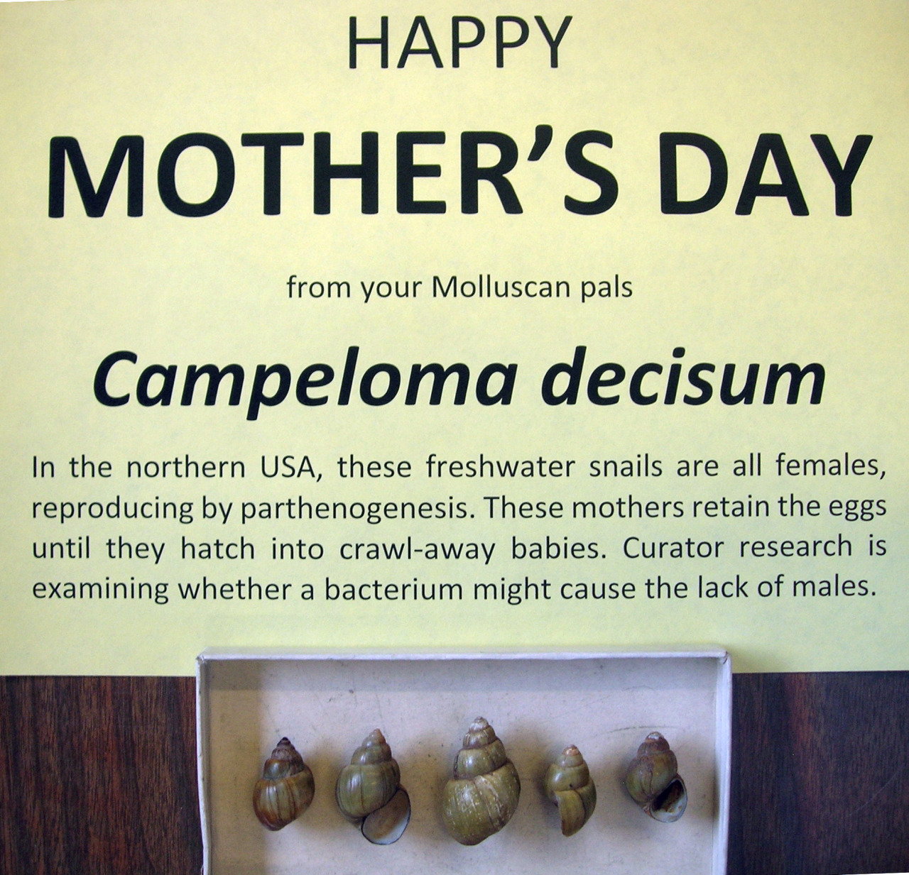 Happy Mother's Day from your Molluscan pals