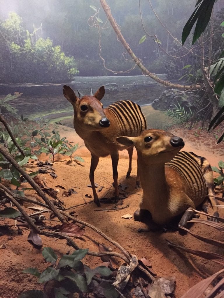 Zebra Duiker Dioramas Carnegie Museum of Natural History