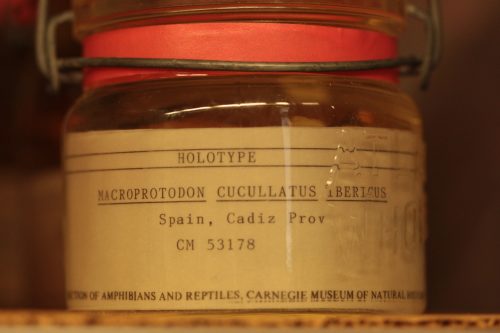 jar with a label that reads "Macroprotodon cucullatus iberius"