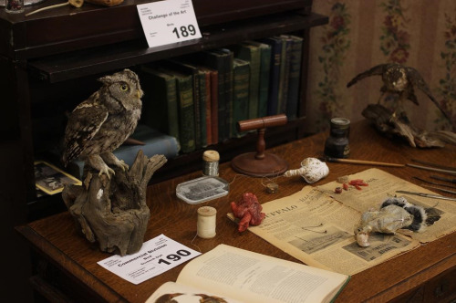 taxidermist's table with bird specimens and old publications 