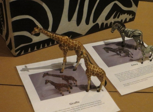 Giraffe and zebra miniature models 