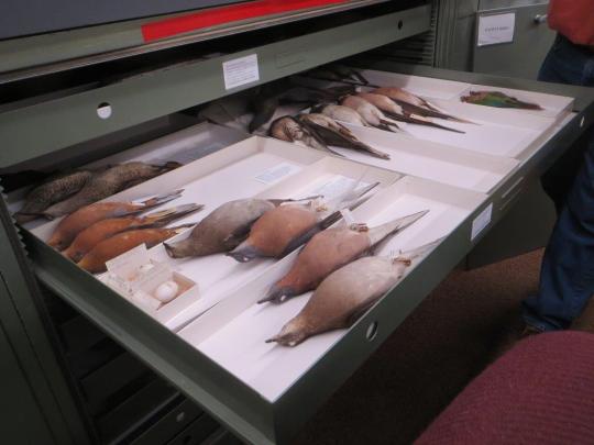 bird study skins in a drawer