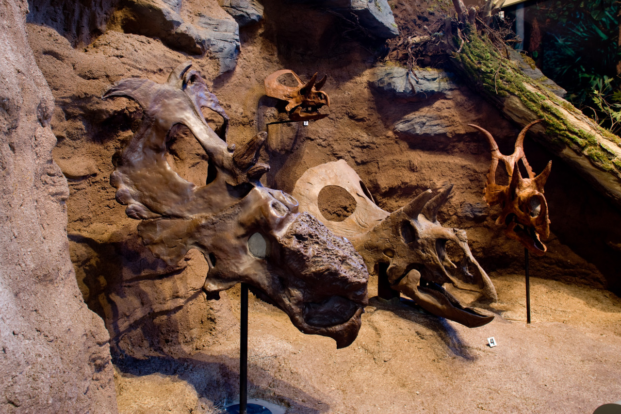 Ceratopsian Dinosaur Skulls