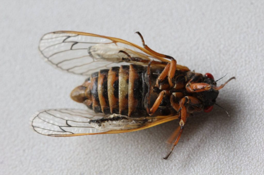 Cicada insect on its back