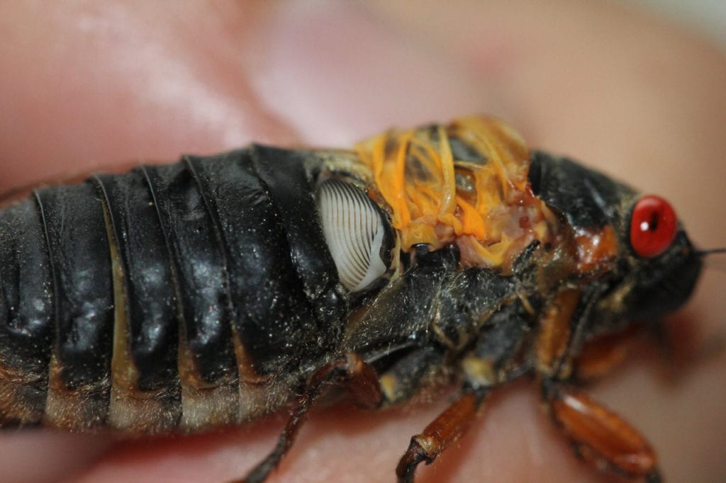 Cicada insect close up