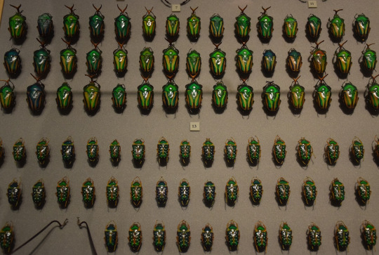 specimen tray with green beetles
