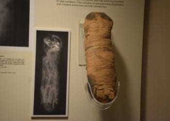 mummified cats and their x-ray images on display