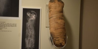 mummified cats and their x-ray images on display