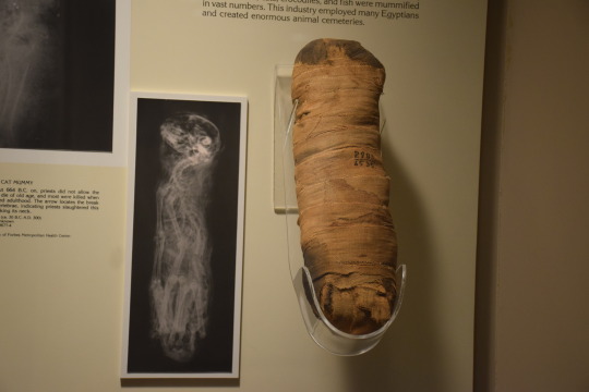 mummified cat and x-ray image on display