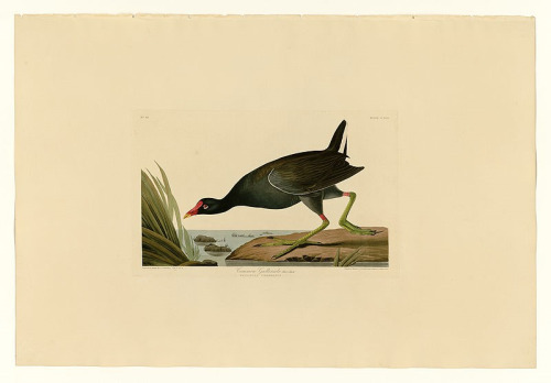 right-foot-leading bird drawing