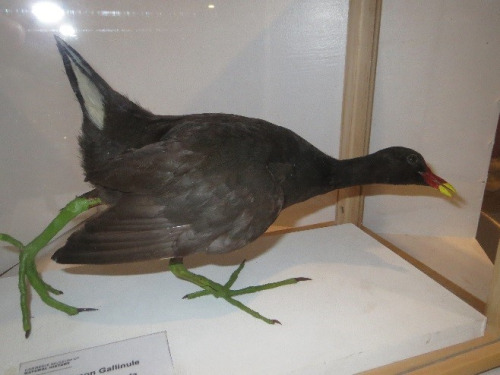 right-foot-leading bird taxidermy mount 