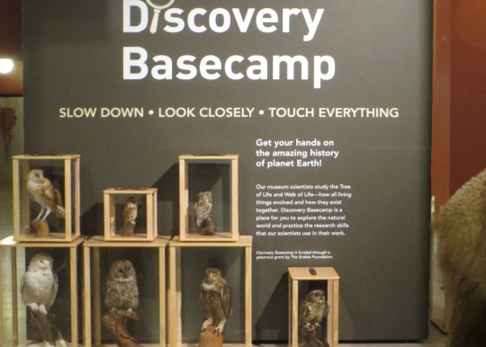 Display of taxidermy owls in Discovery Basecamp