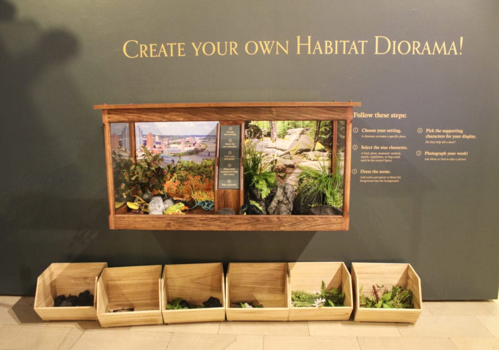 Create your own habitat exhibit at CMNH