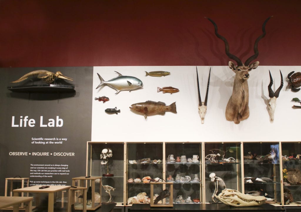 Wall of specimens in the Life Lab at Discovery Basecamp