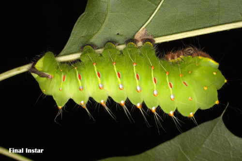 larval (caterpillar) stage of the Polyphemus moth