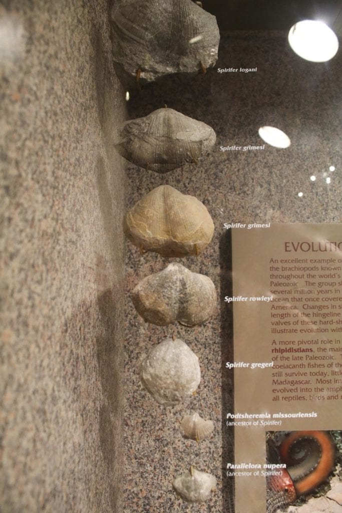 Fossilized shells on display in Benedum Hall of Geology at Carnegie Museum of Natural History