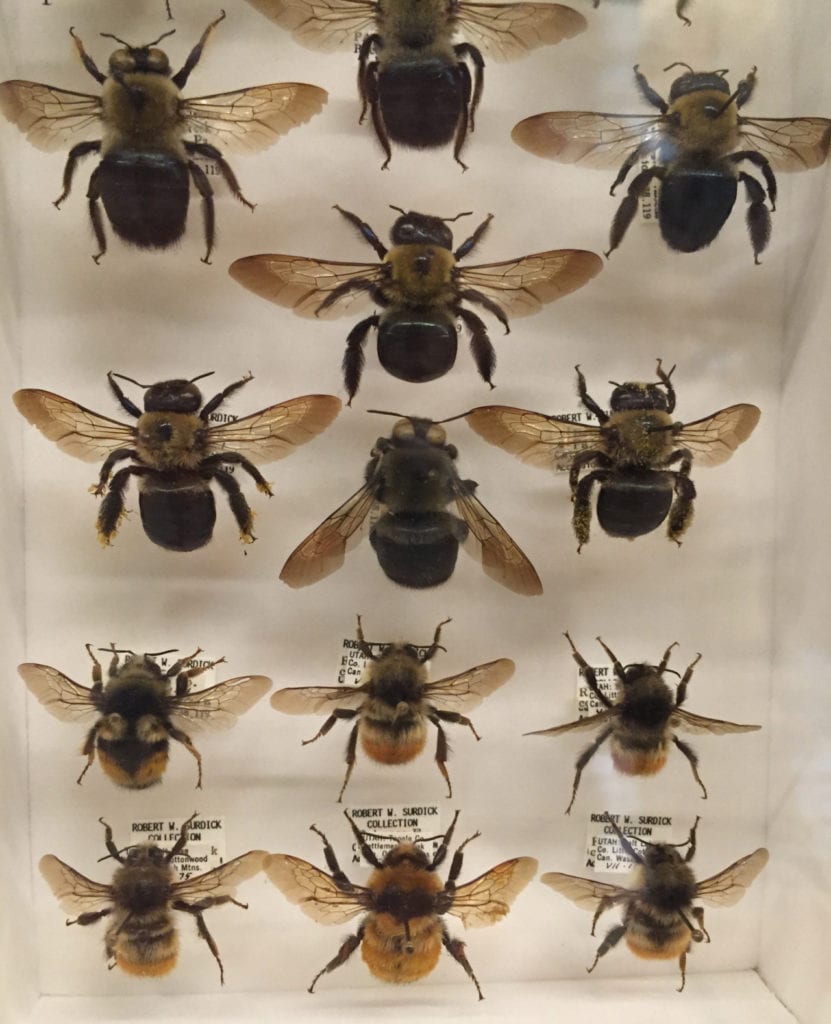 display of bumblebees 