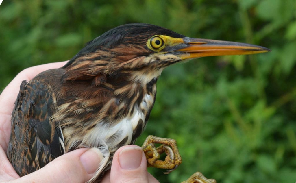 A young green heron