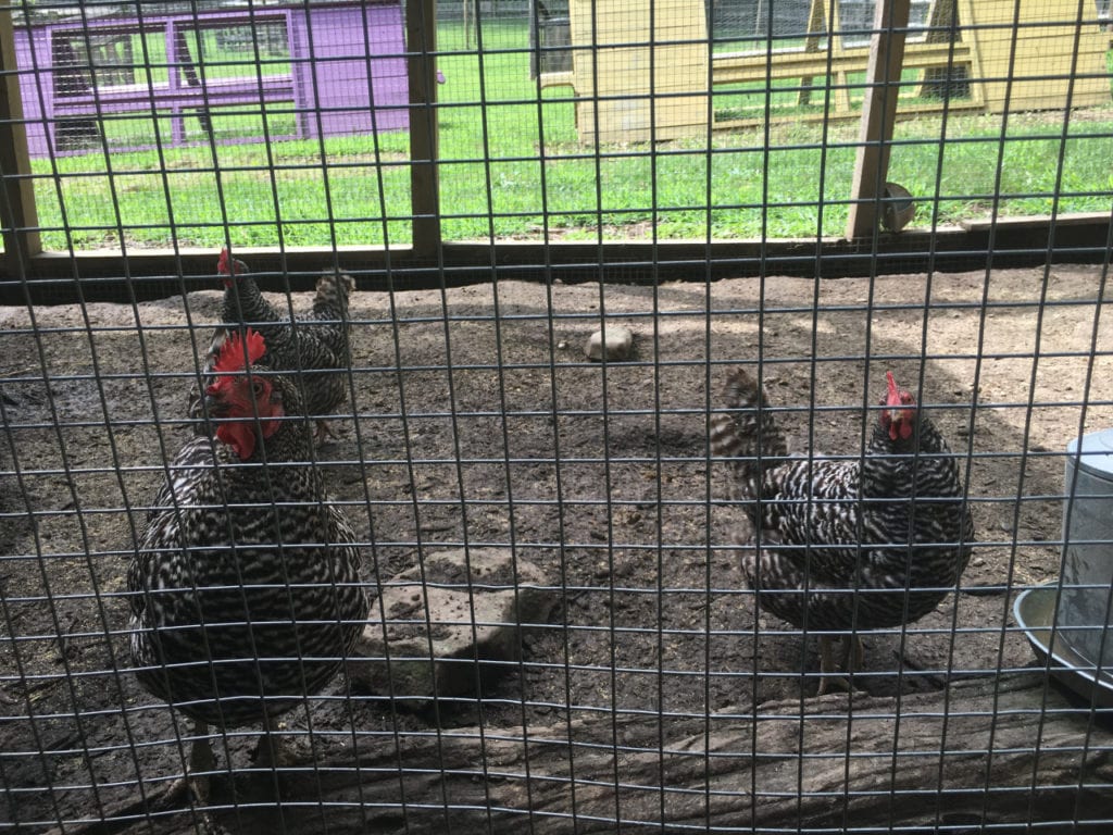 three chickens in a cage