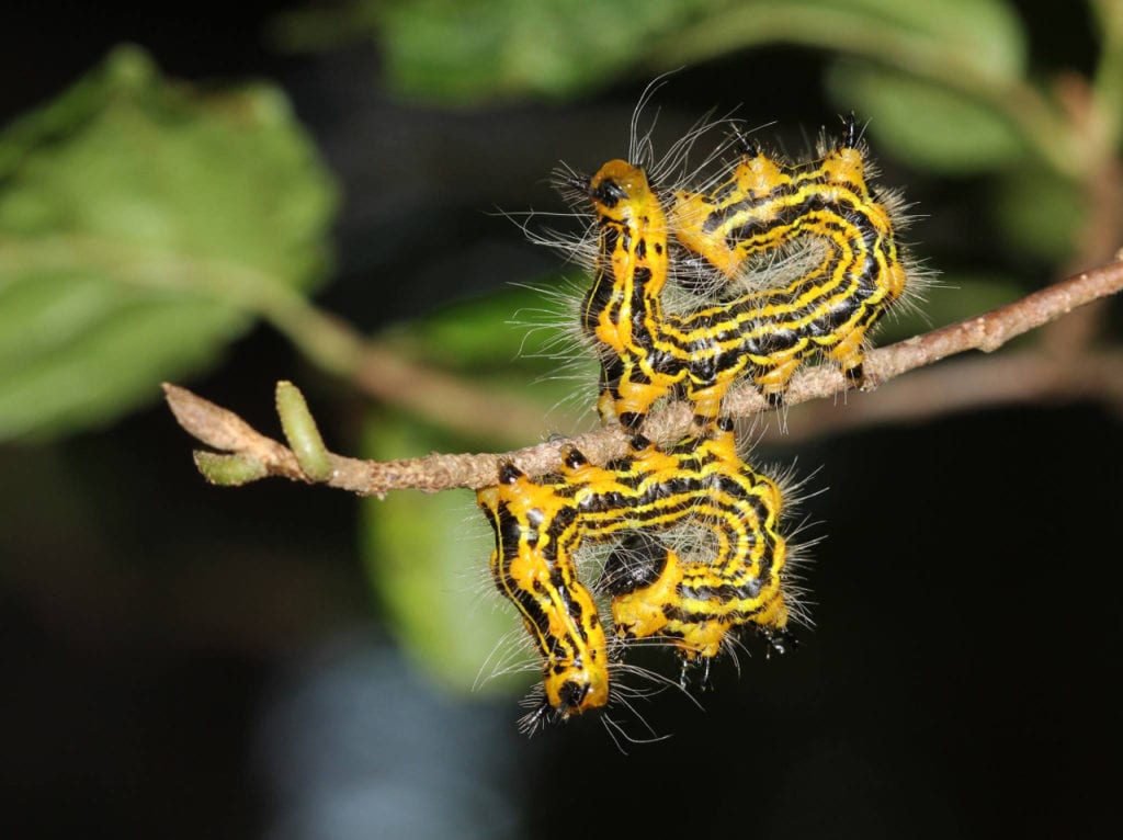 bright yellow caterpillars agitated 