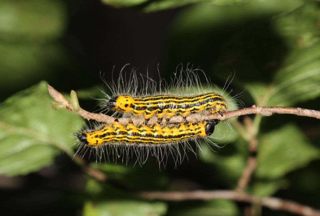 bright yellow caterpillars before being agitated 