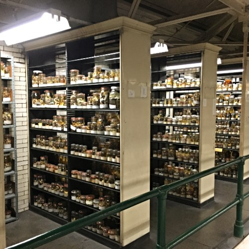 Bookcases full of specimens stored in jars of alcohol  