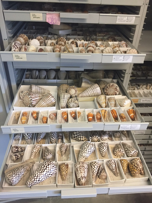 specimen drawers from the Mollusk Collection