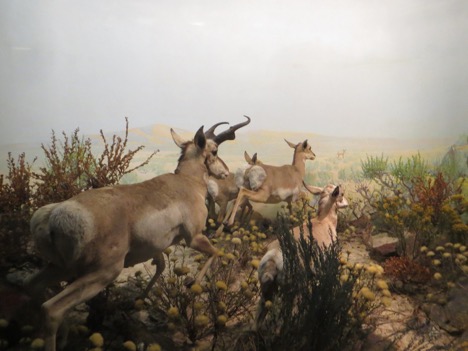 Pronghorn Antelopes in a diorama 