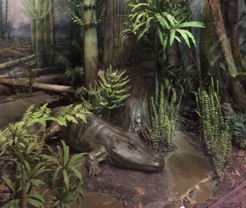 crocodile on display in the coal forest diorama at Carnegie Museum of Natural History