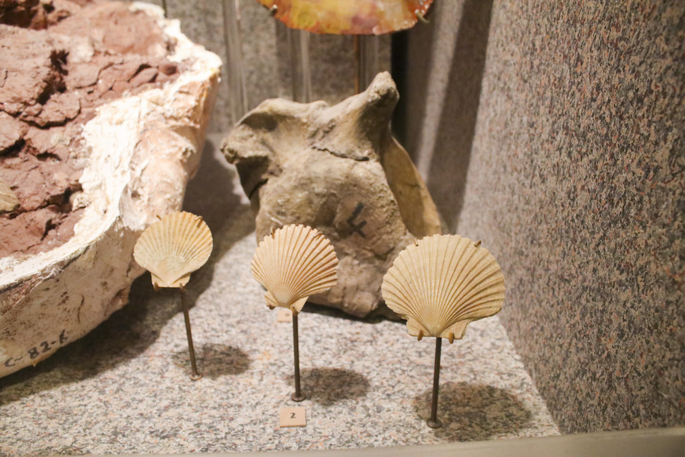 Scallop and Pecten found in Pilocene, California on display in Benedum Hall of Geology at Carnegie Museum of Natural History