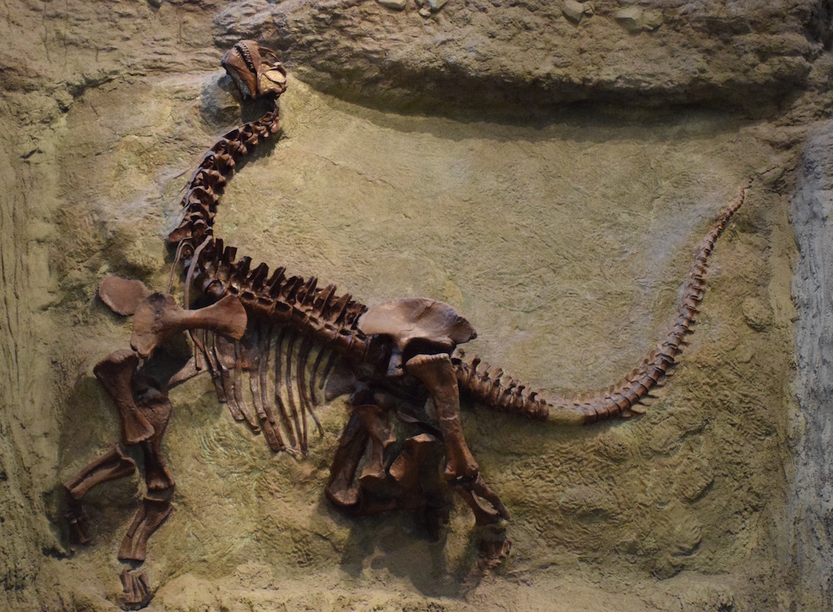 Camarasaurus dinosaur skeleton 