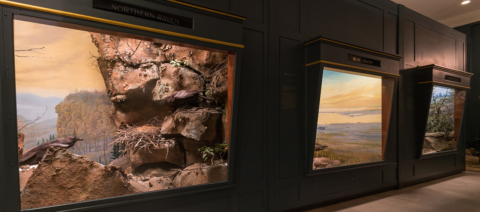 museum of natural history dioramas