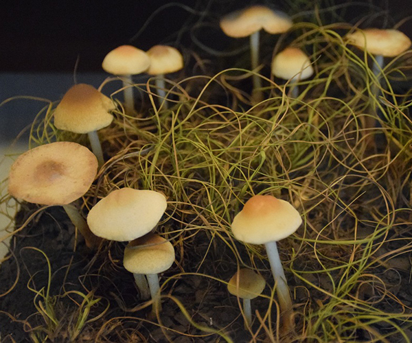 mushrooms in botany hall