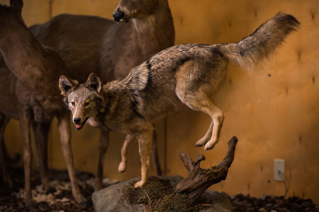 taxidermy coyote