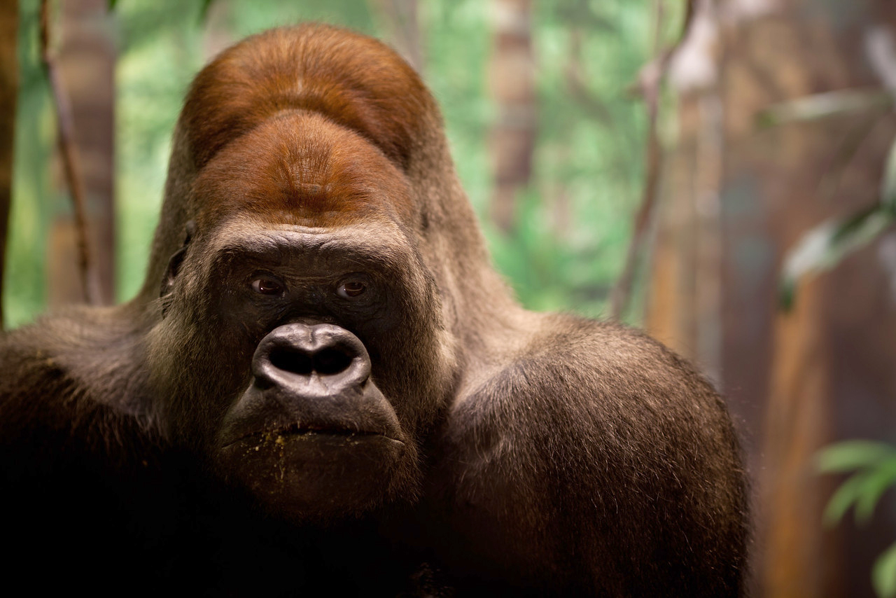 Gorilla in the Hall of African Wildlife