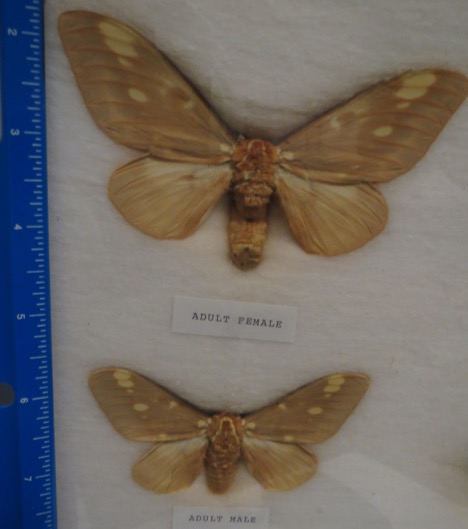 regal moths