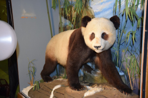 restored panda diorama 
