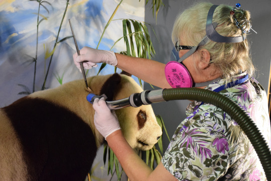 cleaning a panda diorama 