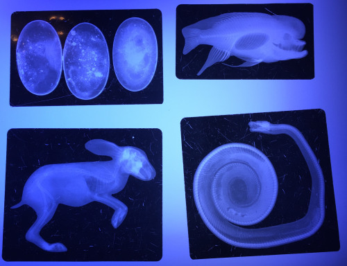 X-rays of a rabbit, snake, and fish