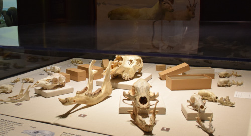 Skull bones on display