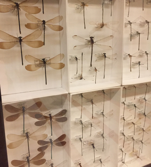 insects in a display case