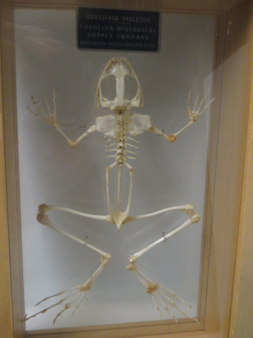 Grass frog skeleton in the CMNH teaching collection