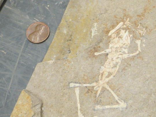 frog fossil