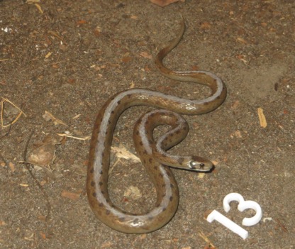 brown snake, Storeria dekayi