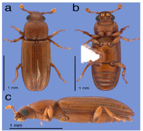 cocoon-forming beetle (Antibothrus morimotoi) from Japan