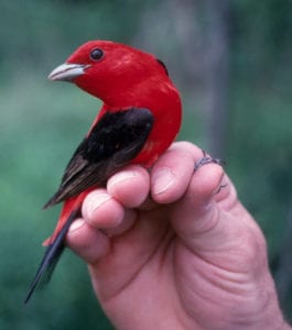 song bird being held by a researcher