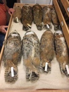 Owl study skins